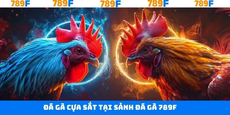 Đá gà tại 789F và hình thức cá cược với gà cựa sắt Đá gà tại 789F và hình thức cá cược với gà cựa sắt