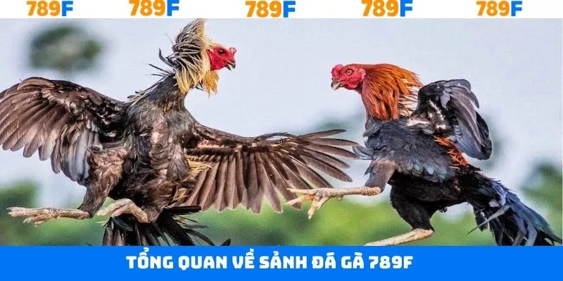 Khái quát chung về sân chơi đá gà tại 789F Khái quát chung về sân chơi đá gà tại 789F