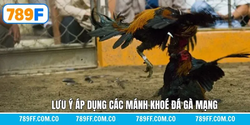 Lưu ý quan trọng khi áp dụng mánh khóe đá gà mạng Lưu ý quan trọng khi áp dụng mánh khóe đá gà mạng