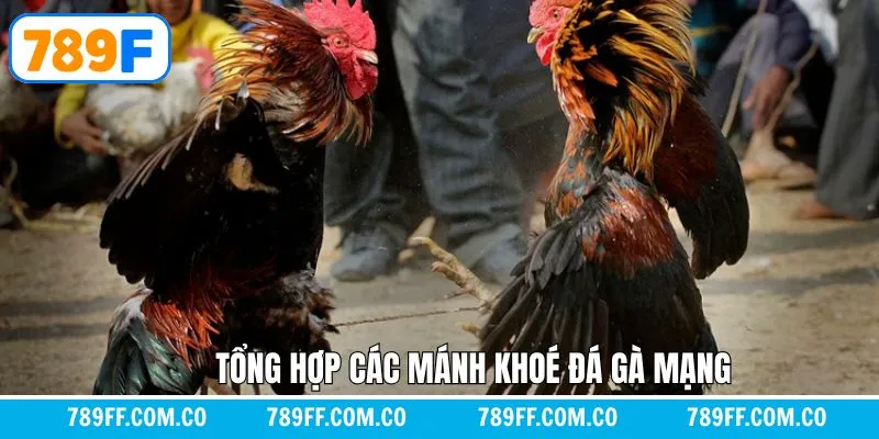 Tổng hợp những mẹo hay giúp anh em chinh phục đá gà mạng Tổng hợp những mẹo hay giúp anh em chinh phục đá gà mạng